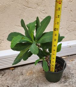 Crown Of Thorns Euphorbia Plant, Live