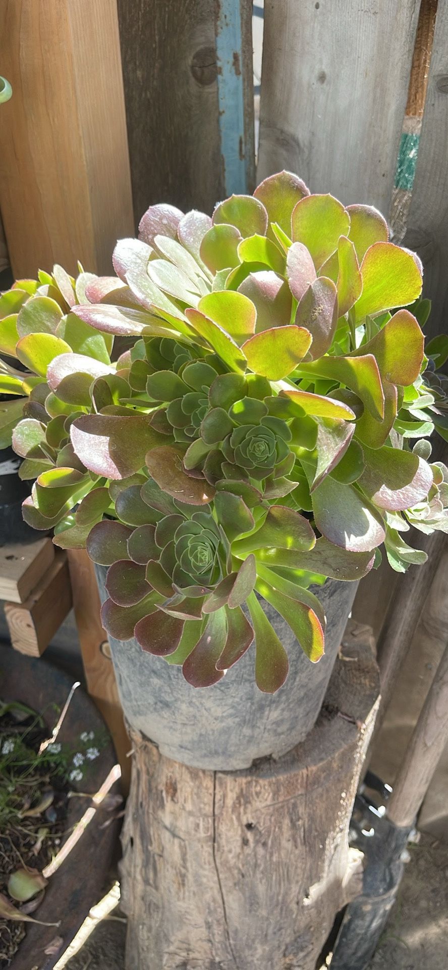 Aeoniums