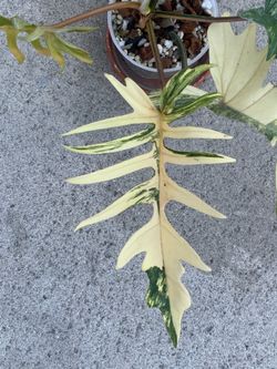 Philodendron Florida Beauty x Tortum Variegated
