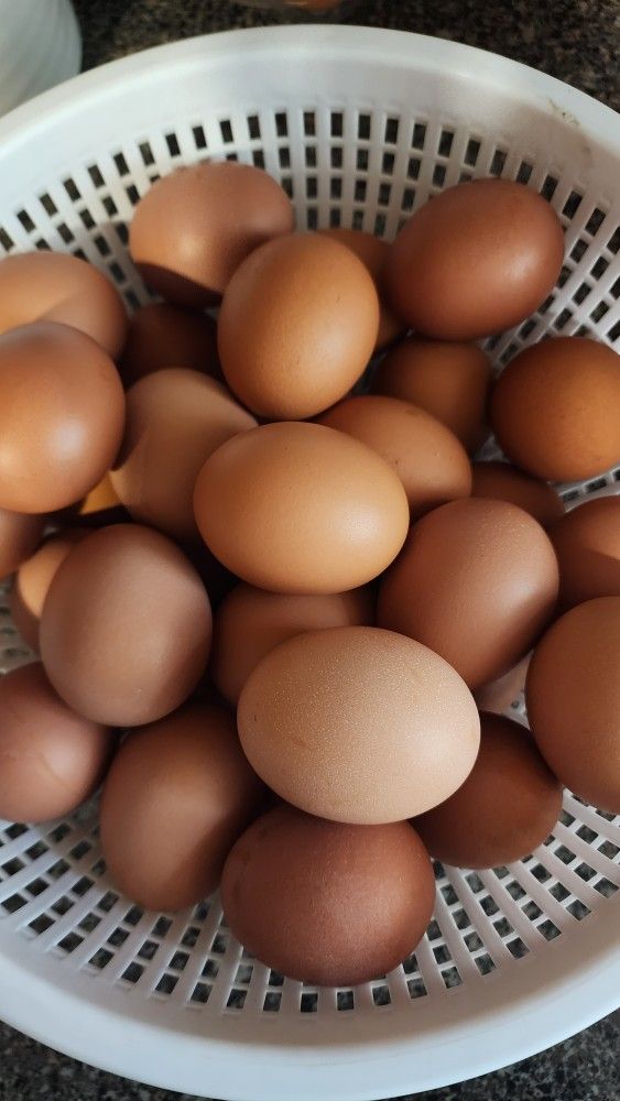 Fresh Eggs