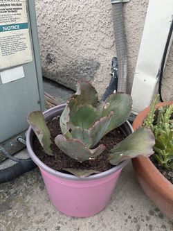 succulent plant
