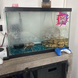 Turtle and tank sold with everything you see