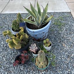 Huge Succulent & Cactus Collection – Multiple Pots