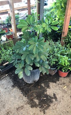 Umbrella plant 2 feet in 3 gallon pot
