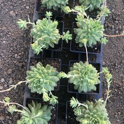 Variety Of Succulents 