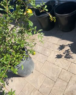 fruit trees, flowers, bushes, privacy trees, and avocado trees and pomegranates with fruit