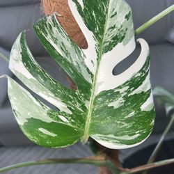 Monstera Albo****IF LISTED ITS AVAILABLE****