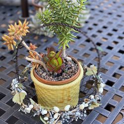Real succulent plants Include Pot And Basket 