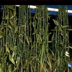 Fresh Ti Leaf Leis .. For graduation,  Weddings, Or Any Occasion