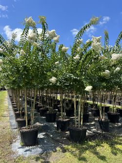 Natchez Crape Myrtle 10Ft Blooming
