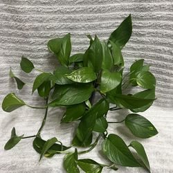 Pothos Plant