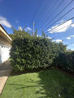 Bushes