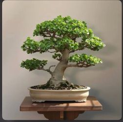 Two Bonsai