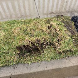 Free St Augustine Grass