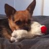 Roamie