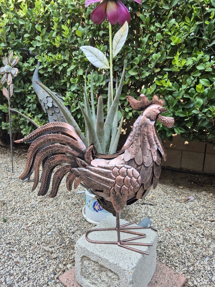 Cooper Rooster 🐓
