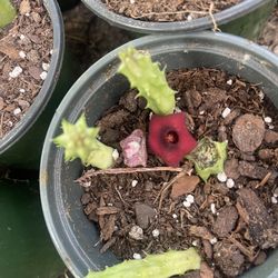 Red Dragon 🐉 Stapelia Plants 