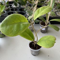 Hoya Viola