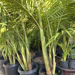 Beautiful King Palms $125 Each