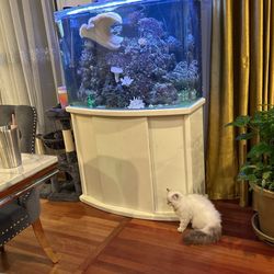 Salt Water Aquarium 65g