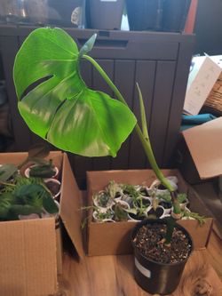 Monstera Deliciosa rooted cutting