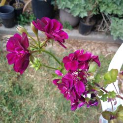 Geranium