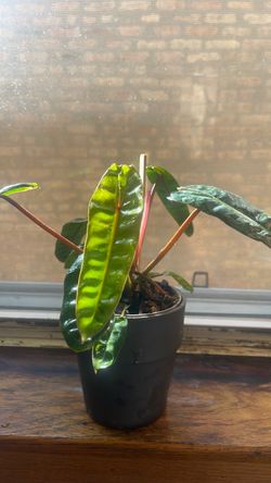 Variegated Billie philodendron