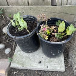 $5 Flowers - Flowers Are Pink And Beautiful 