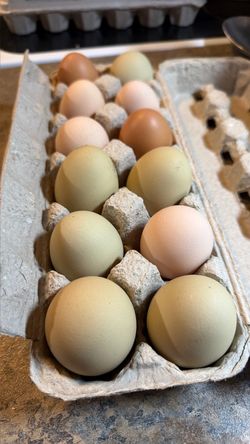 Fresh Eggs 🥚