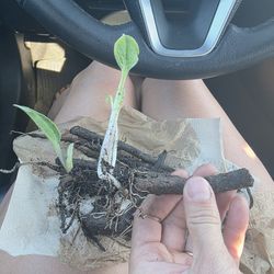 Comfrey Root with Leaf Sprouts