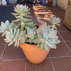 Ghostie Succulent 