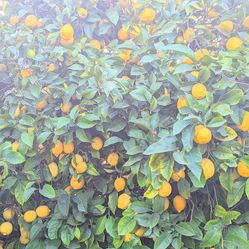 A basket full of limons, just bring your own box......Una canasta llena de limones nomas tray tu caja para transpote