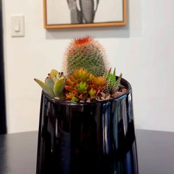 Succulent arrangements