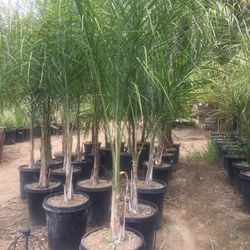 Queen Palms