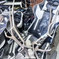Antlers 