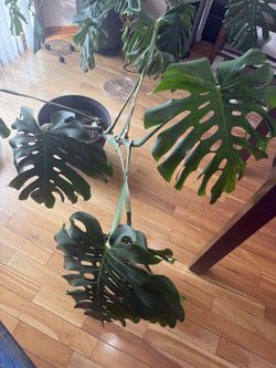 Monstera plant