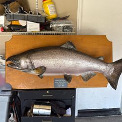 Mounted Salmon