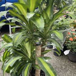 BromeliTronco De Brasil Chiles Diferentes  Presios