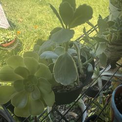 Succulent Arrangement 