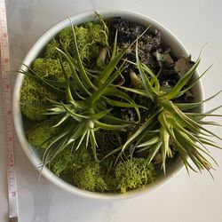 Air Plants