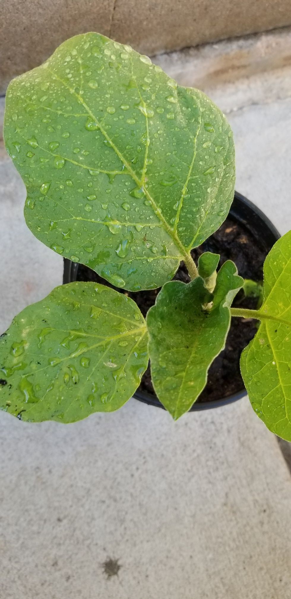 Organic eggplant plant