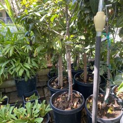 Guava Plant For Sale
