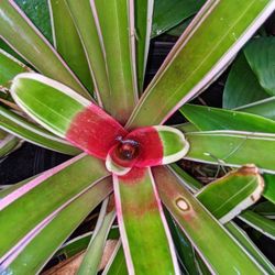 Variegated Bromeliads