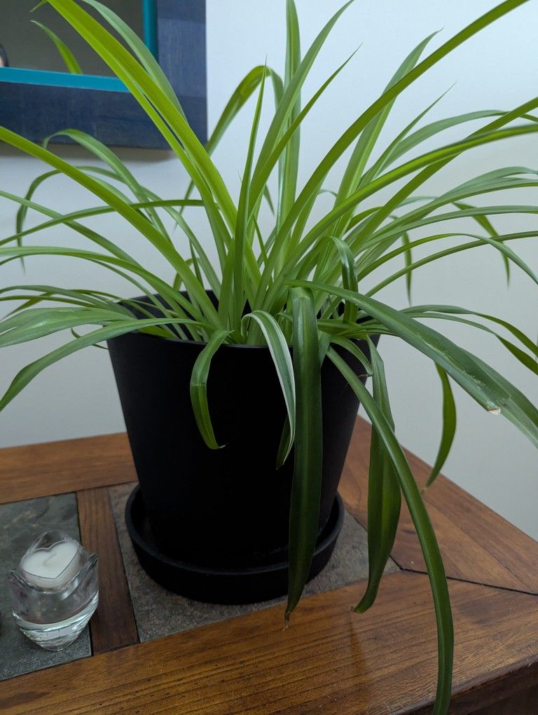 Spider Plant
