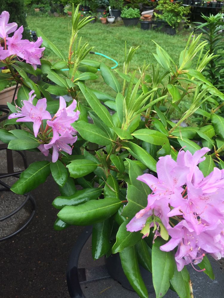 English Rosteum Rhododendron
