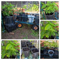 Selling A Variety Of Items... Avacodo Trees, Like New Generator And Other Items...
