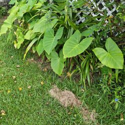 Gorgeous Elephant Ears....$4 Each