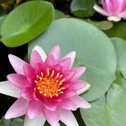 Pond Lilies, Water Lilies, Bareroot in 6” Nursery Pots, Pink Flowers, Two For $15
