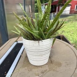 Aloe plant 