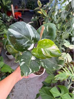 6” philodendron white wizard